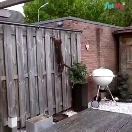И свои убежать не должны, и чужие не смогут попасть⁠⁠