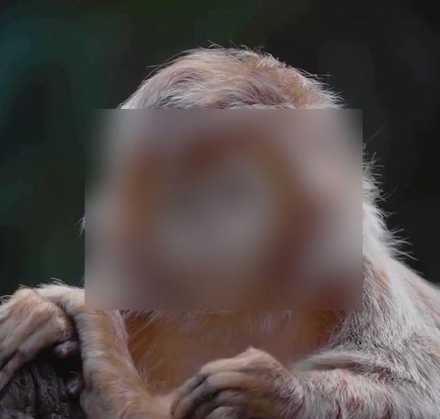 Гульман с блестящей шерстью - обезьяна с наиболее фотогеничным видом