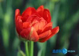 Мужчины в Ростове стали предлагать услугу «Парень на 8 марта»