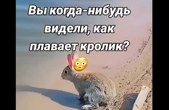 Как плавает кролик