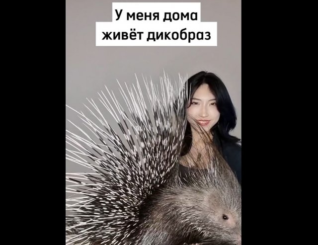 Каково это жить в одном доме с дикобразом?