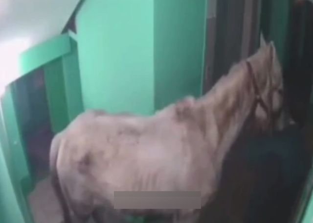 Принц на белом коне в подъезде: мужик из Кемеровской области попытался сделать странный сюрприз жене