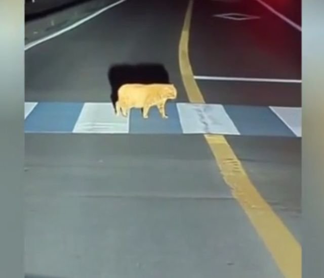 Кот, который никуда не торопится