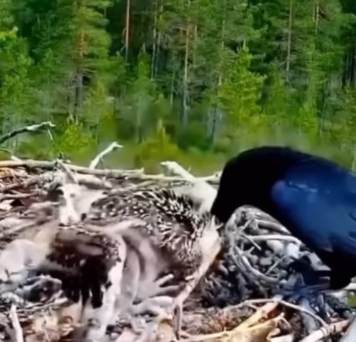 Месть родителей⁠⁠