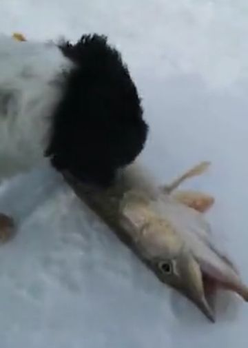 Пишут, что собачку вытащили за шкирку