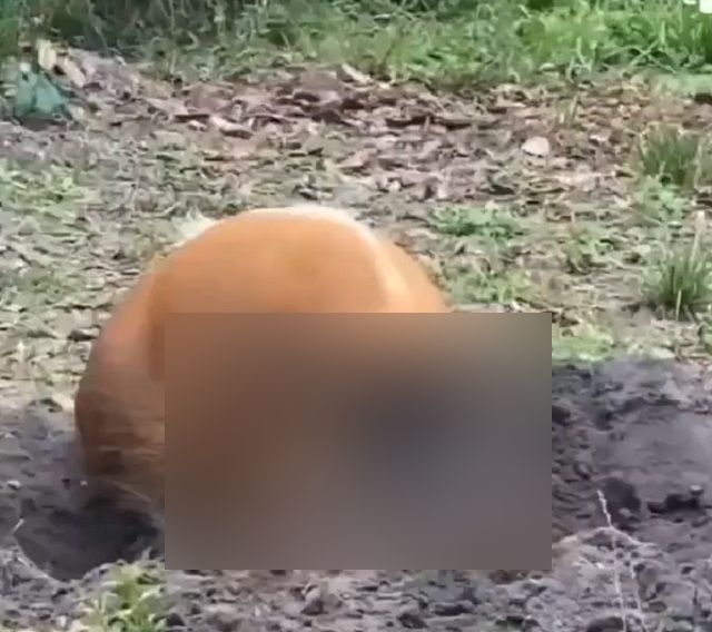 Внимание, кистеухая свинья отдыхает со своими поросятами