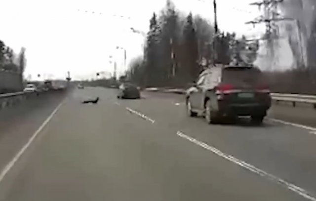 Неожиданный гость, который переходит скоростную трассу