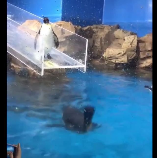Неуклюжий пингвин