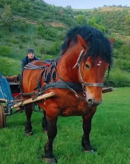 Лошадиная сила одна штука. Но какая!⁠⁠