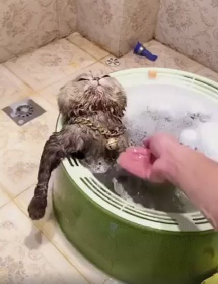Омывайте царя, а я посплю⁠⁠