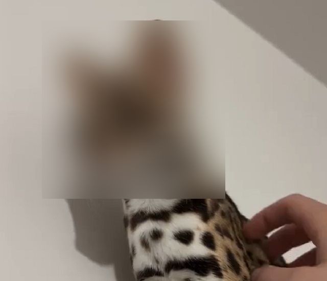 Представляем вам Азиатскую леопардовую кошку