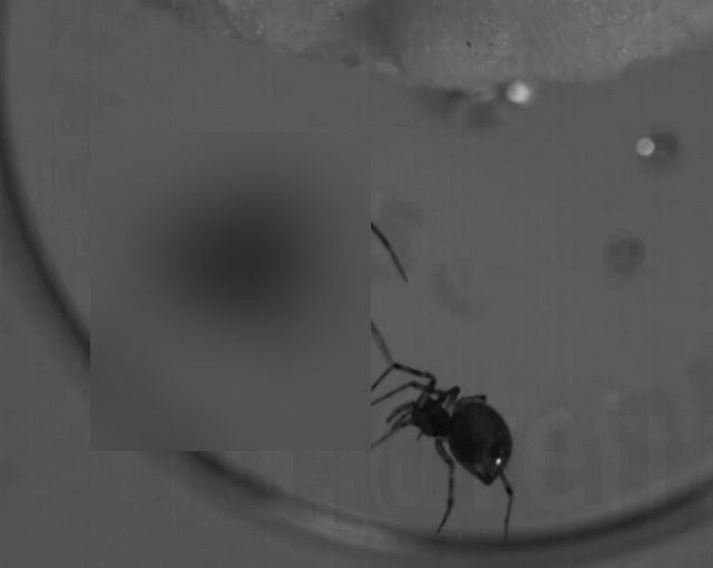 "Арахнофобы, плохие новости": В Австралии открыли новый вид пауков-убийц