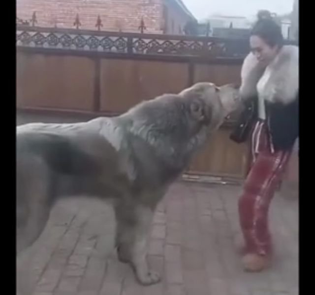 Большая собака: главное, чтобы не кусался
