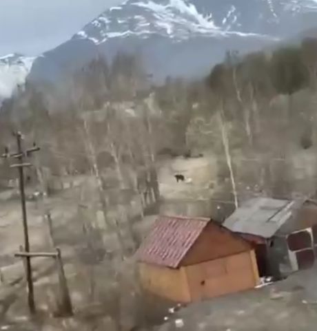 В Магаданской области пенсионерка отругала и прогнала голодного медведя палкой