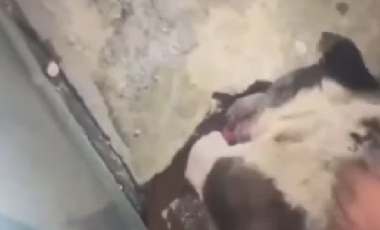 В Китае появился новый герой — бездомный пёс по кличке «Хуэй Хуэй» из Фучжоу⁠⁠