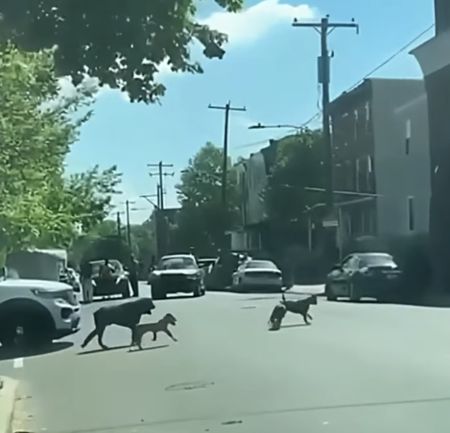 Приключения в США⁠⁠