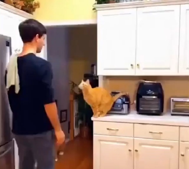 Коты: ожидание и реальность