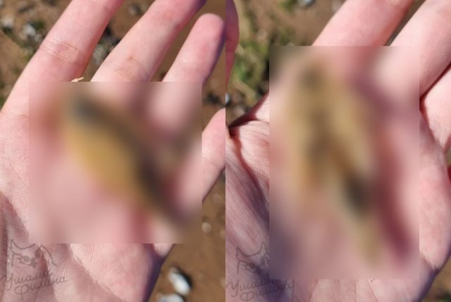 На берегу Финского залива нашли морского таракана