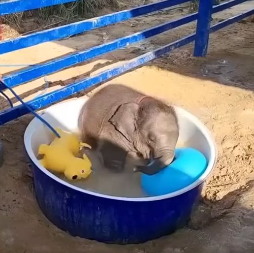 Водвые процедуры слоненка