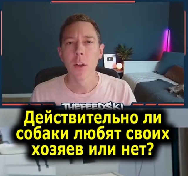 Действительно ли собаки любят своих хозяев?