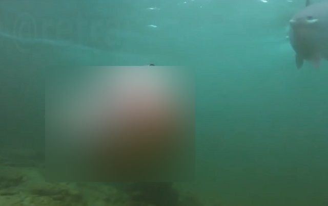 Как на самом деле выглядят морские свинки