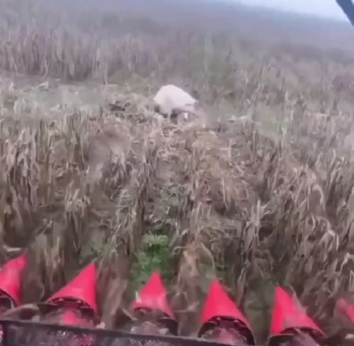 Дратвуйте