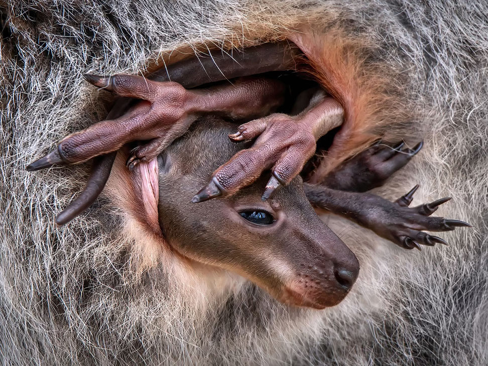 Крупным планом: конкурс Close-up Photographer of the Year 2024