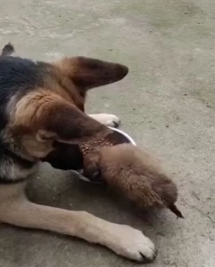Что себе позволяет этот щенок?