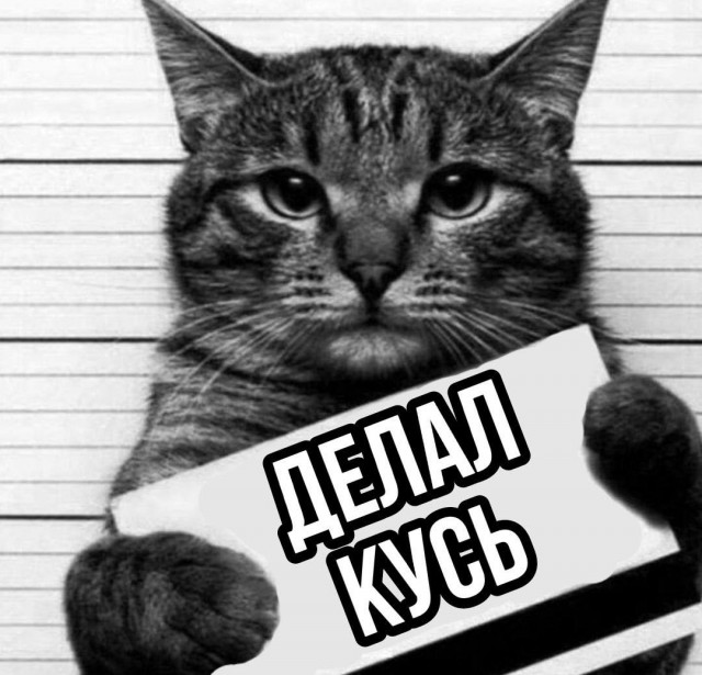 Заключённым могут разрешить заводить кошек в тюрьмах