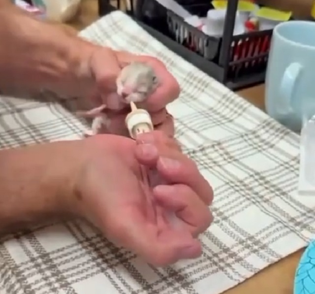 Мальчик нашел на улице котенка, но это был совсем не кот