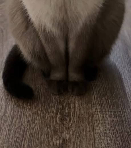 Тайская кошка