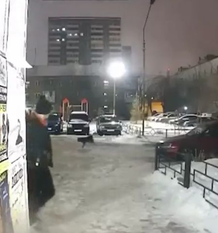 Собачки