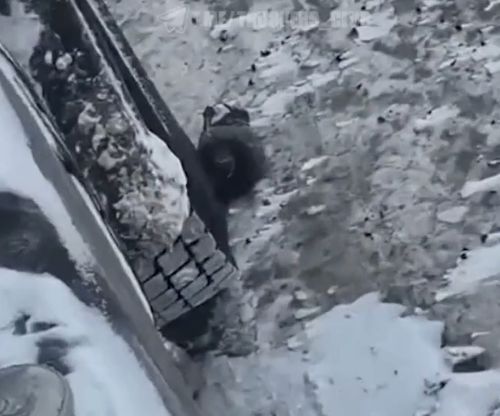 Спас голубя⁠⁠