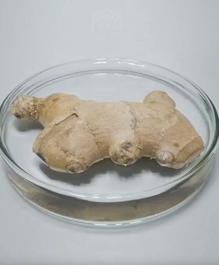 Как растут растения