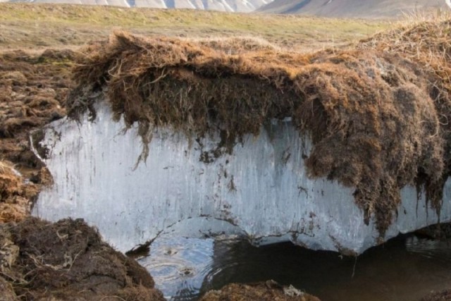 Нобелевский лауреат Чунг сообщил о скрытых в слоях вечной мерзлоты вирусах, возраст которых может достигать 50 тысяч лет