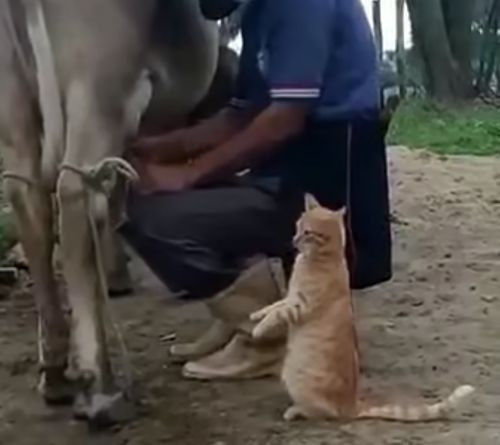 Дай молочка⁠⁠