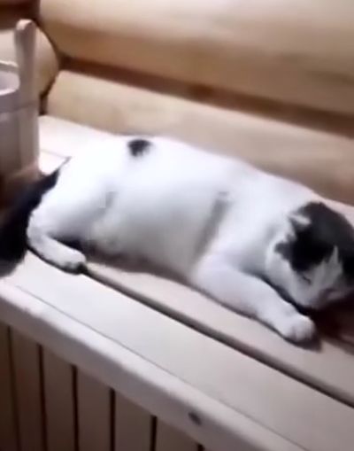 Кот и баня⁠⁠