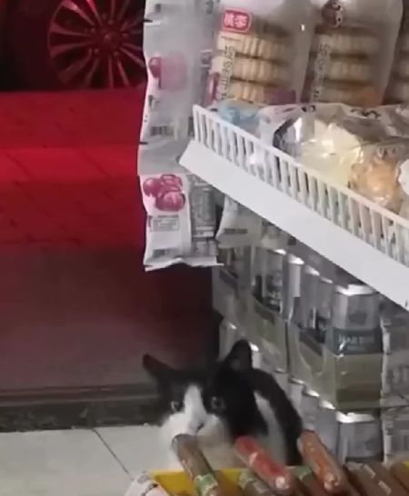 Котик приходил каждый день, но хозяин его не прогонял⁠⁠