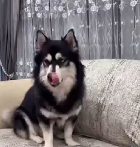 Чем отличаются кошки от собак
