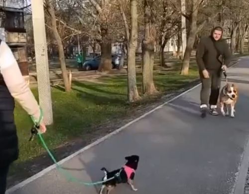 Намордник одевайте⁠⁠