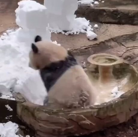 Панда и куча снега⁠⁠