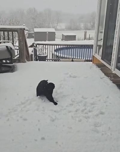 Кот впервые увидел снег⁠⁠
