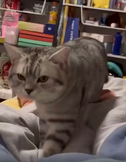 Котик и статическое электричество
