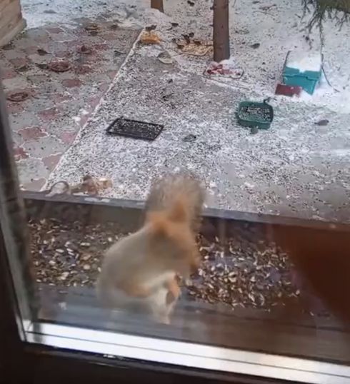 Как в Диснеевском мультике⁠⁠