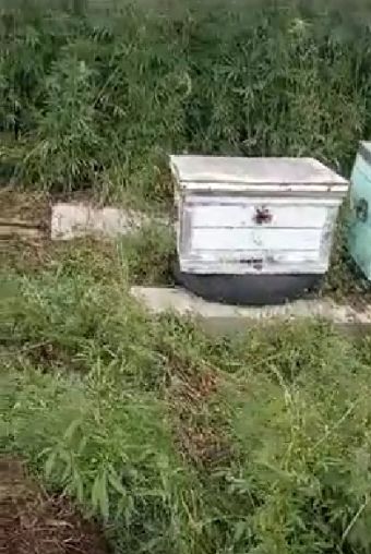 Пасека