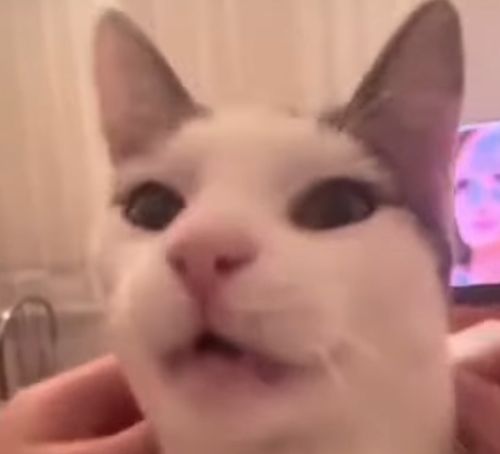Истинный француз⁠⁠