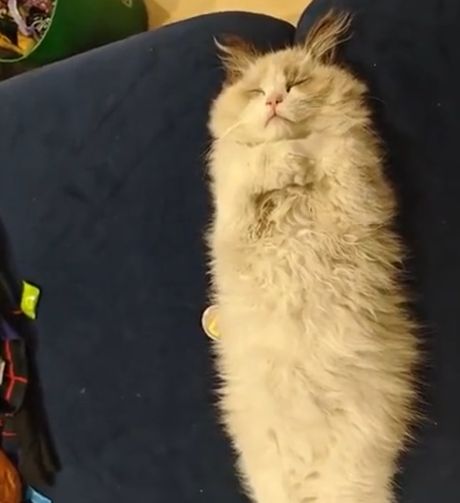 Мумий-кот⁠⁠