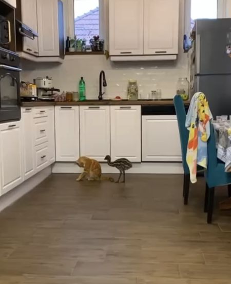 Рыжий кот познакомился с эму