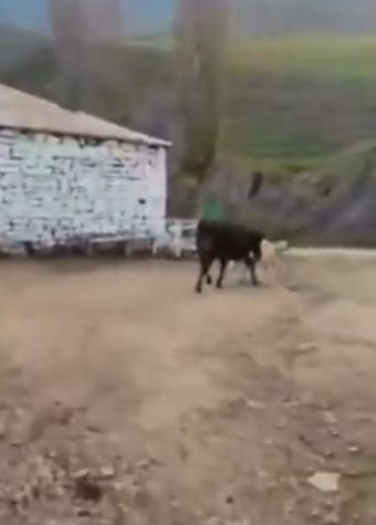 Буренка рулит