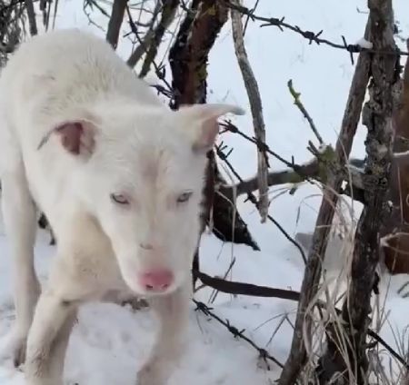 Повезло собакену⁠⁠